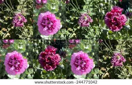 Collage of Papaver orientale (Oriental poppy) Order Ranunculales ,Family:Papaveraceae,	Papaver, a perennial flowering plant   with   ruffled  mauve petals and fine black seeds in a  green capsule .