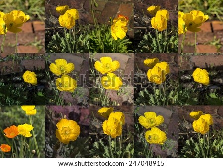Charming collage of yellow poppies  flowering plants in the subfamily Papaveroideae  family Papaveraceae, colorful single  herbaceous plants,  flowering in late winter are delicate and decorative.