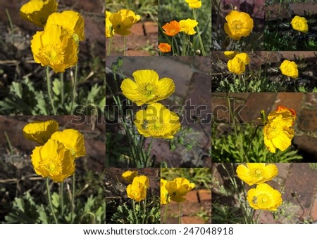 Charming collage of yellow poppies  flowering plants in the subfamily Papaveroideae  family Papaveraceae, colorful single  herbaceous plants,  flowering in late winter are delicate and decorative.