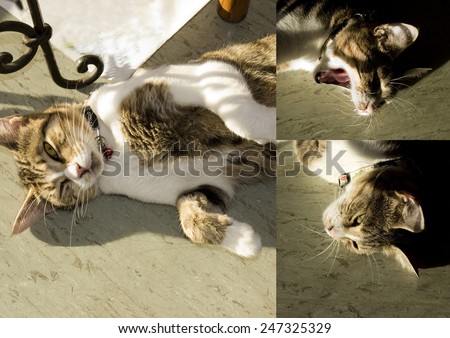 Collage of a  contented  brown and white  bicolor  tabby cat opening  its sleepy eyes and  yawning  after an afternoon nap on the floor   basking in the winter sun  shining through the glass window.