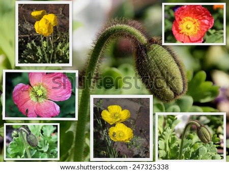 Charming collage of  poppies and buds ,  flowering plants in  subfamily Papaveroideae  family Papaveraceae, colorful single  herbaceous plants,  flowering in late winter are delicate and decorative.