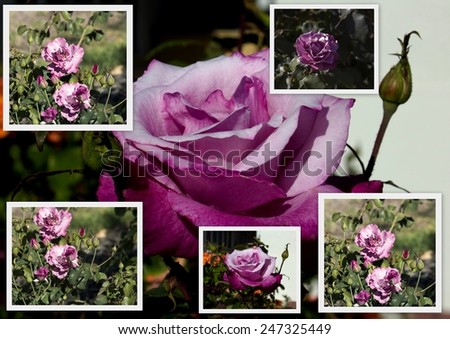 Collage of  romantic spectacular Angel Face ,  mauve  double  floribunda  roses   blooming in early spring  adding fragrance and color to the garden landscape  and are a  delight  to behold.