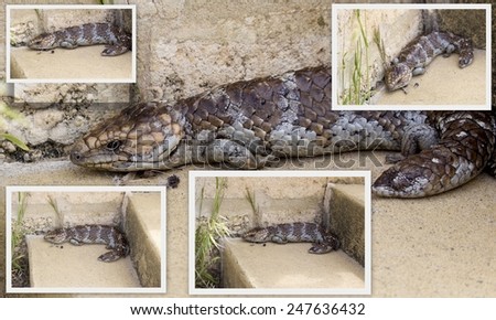 Interesting collage of  an Australian short tailed bobtail goanna tiliqua rugosa or  blue tongued skink  on the warm concrete steps  on a cloudy afternoon in spring.