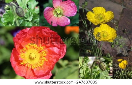 Charming collage of  poppies and buds ,  flowering plants in  subfamily Papaveroideae  family Papaveraceae, colorful single  herbaceous plants,  flowering in late winter are delicate and decorative.