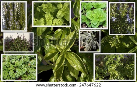 Informative collage of some common herbs -mint, sage, parsley, rosemary, Thai basil, sweet basil-easily grown , either dried or fresh, adding flavor and vitamins to many culinary dishes.