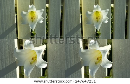 Lovely collage of Lilium candidum  Madonna Lily  in the genus Lilium, one of the true lilies flowering in late spring is a decorative addition to the garden landscape and a long lasting cut flower.