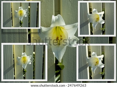 Lovely collage of Lilium candidum  Madonna Lily  in the genus Lilium, one of the true lilies flowering in late spring is a decorative addition to the garden landscape and a long lasting cut flower.