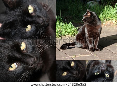 Unusual collage of a shiny coated  friendly black Bombay male cat with pale amber  eyes  sitting on the tiles by   the fresh green grass in early winter.