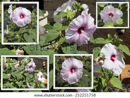 Pretty collage of large dinner plate palest  pink Hibiscus moscheutos rose mallow, swamp rose-mallow, crimson eyed rosemallow, eastern rosemallow  a species of flowering plant in the family Malvaceae.