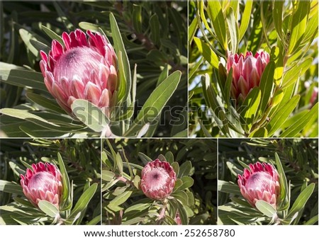 Lovely collage of stunning pale pink long lasting flowers of Protea species blooming in early spring  attracting  bees and native birds to the garden.
