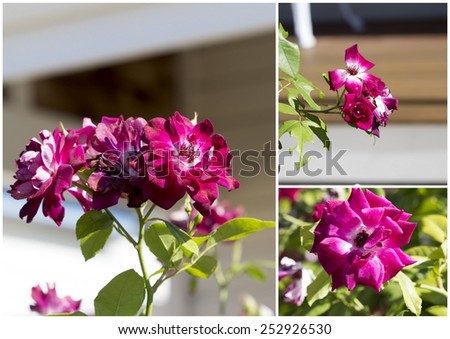 Collage of romantic spectacular   brilliant  violet red    double  floribunda  roses   blooming in early spring  adding fragrance and color to the garden landscape are a  delight  to behold.