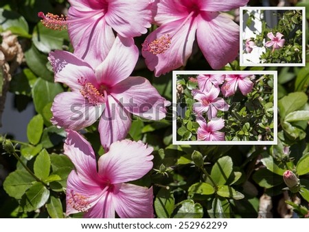 Small  pale pink flowers of  single evergreen  hibiscus blooming in late summer with dainty petals contrasted against green foliage.