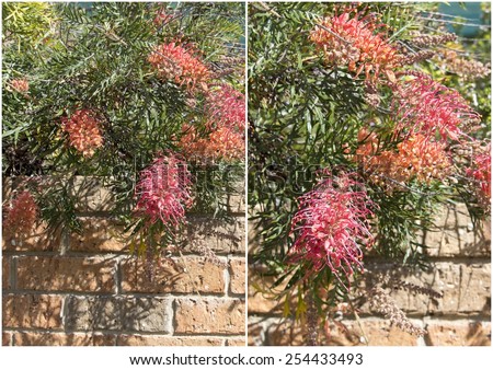 Collage of Australian cultivar Robyn Gordon grevillea   growing a metre   high flowering all year  with  honey scented pink and yellow flowers  attracting native birds to the home garden and bush.