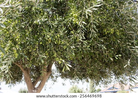 A heavy crop of green immature olives ripening on a tree in early autumn  infected with  sap sucking olive lace bugs causing mottling of the leaves.