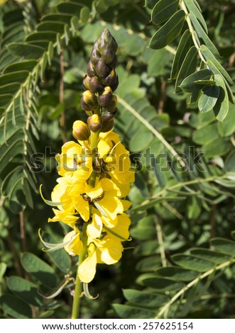 Senna didymobotrya  a species of flowering plant in  legume family  with  common names African senna, popcorn senna, candelabra tree, and peanut butter cassia flowering in autumn.