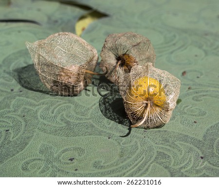 Fruit of Physalis peruviana  in a calyx ,or   Cape gooseberry , Inca berry, Aztec berry, golden berry, giant ground cherry, African ground cherry,  Peruvian cherry, of family solanaceae  used in jams.