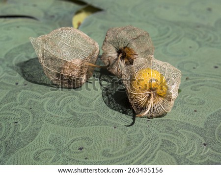 Fruit of Physalis peruviana  in a calyx ,or   Cape gooseberry , Inca berry, Aztec berry, golden berry, giant ground cherry, African ground cherry,  Peruvian cherry, of family solanaceae  used in jams.