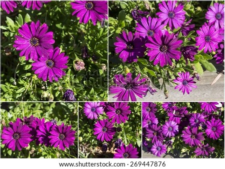 Superb collage of a small clump of  purple African daisy Osteospermum  plants from the Asteraceae species adds cheerful color to the mid autumn   landscape with white pink and purple  flowers.