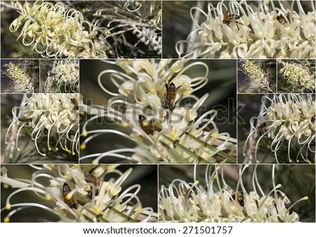 Pretty collage of  West Australian native wild flower    creamy- white grevillea species  cultivar in  autumn  bloom  also attract  birds and bees  to the home garden or bush lands.