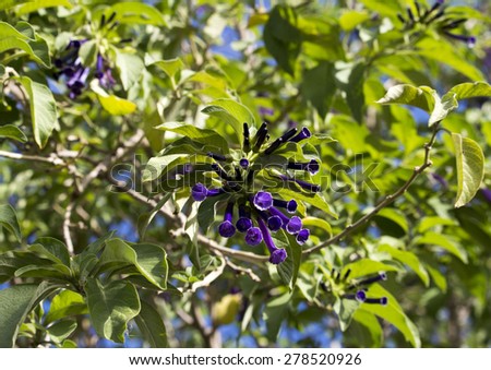 Deep purple trumpet shaped showy  flowers of Iochroma cyanea Royal Queen Purple Tube flower in glorious display in late autumn attract hummingbirds  to feed on the sweet  nectar.