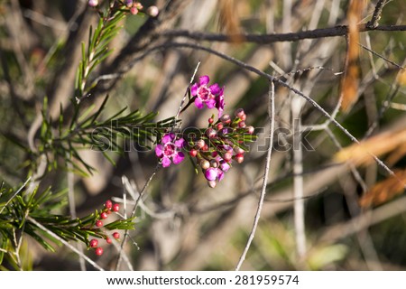 Spectacular West Australian native wild flower pink Geraldton Wax chameleucium  uncinatum with  sweet nectar attracts bees and native birds flowering in early  winter to spring adds delightful charm.