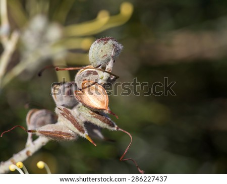 Seed pods scattering seeds of  West Australian native wild flower   white grevillea species  cultivar in   early winter     also attract  birds and bees  to the home garden or bush lands.
