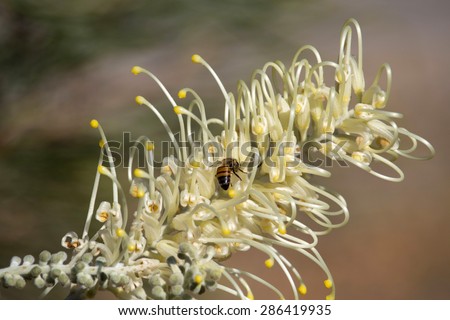 Honey bees gathering sweet nectar from West Australian native wild flower   white grevillea species  cultivar in   early winter   bloom  also attract  birds to the home garden or bush lands.