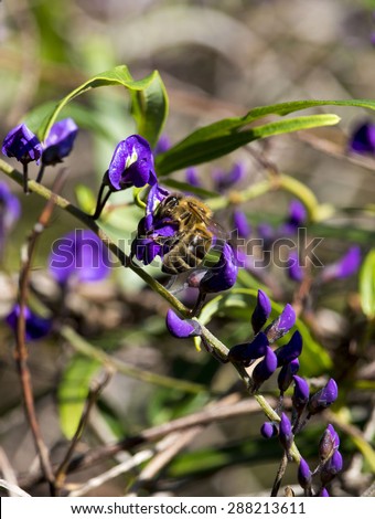 Honey bee on  iconic West Australian purple wild flower creeper Hardenbergia Violaceae  with its weeping habit in glorious bloom in early  winter adds color to the bush, garden and  park lands.