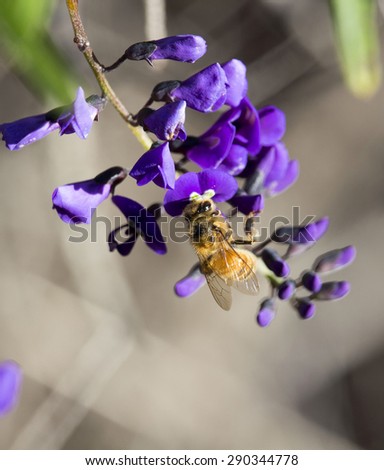 Honey bee on  iconic West Australian purple wild flower creeper Hardenbergia Violaceae  with its weeping habit in glorious bloom in early  winter adds color to the bush, garden and  park lands.