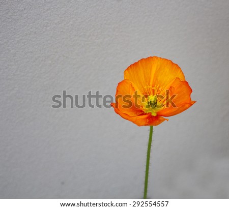 An orange poppy  flowering plant in the subfamily Papaveroideae  family Papaveraceae colorful single  herbaceous plant,  flowering in  early  winter  is a  charming and decorative plant.