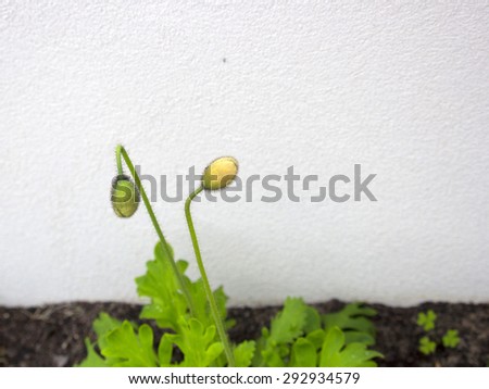 A    poppy  bud unfolding ,a  flowering plant in the subfamily Papaveroideae  family Papaveraceae colorful single  herbaceous plant,  flowering in  early  winter  is a  charming and decorative plant.