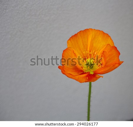 An orange poppy  flowering plant in the subfamily Papaveroideae  family Papaveraceae colorful single  herbaceous plant,  flowering in  early  winter  is a  charming and decorative plant.