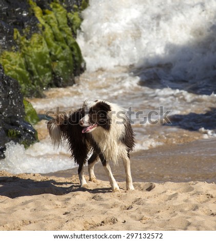 A friendly boisterous  brown and white  pet dog is playing in the ocean as it laps onto the  sandy beach near the dark basalt rocks at Ocean Beach Bunbury Western Australia on a sunny winter morning.