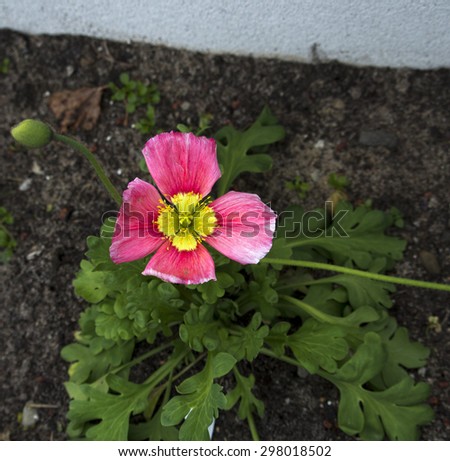 A cerise pink poppy a   flowering plant in the subfamily Papaveroideae  family Papaveraceae colorful single  herbaceous plant,  flowering in  early  winter  is a  charming and decorative plant.