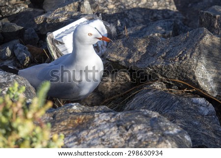 A beautiful seagull   seabird of family Laridae in sub-order Lari  sitting on its nest  between  granite rocks at Bunbury old harbour Western Australia hatching out speckled brown chicks  in winter.