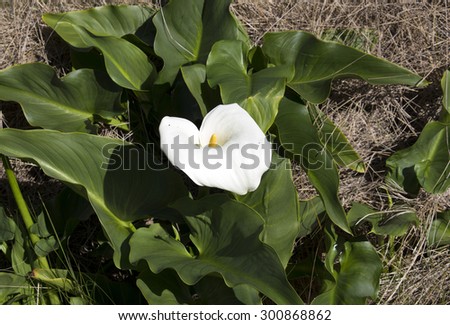 Arum or jug lilies Zantedeschia aethiopica naturalising  in  the  Malbup Bird hide  in the  Tuart Forest National park near Busselton south west Australia  on a cloudy afternoon after winter  rains .
