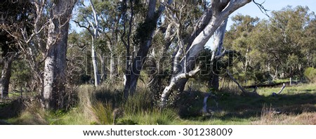 Panorama of tuart forest at the  Malbup Bird hide  in the  Tuart forest National park near Busselton south west Australia  on a cloudy afternoon after heavy winter  rains .