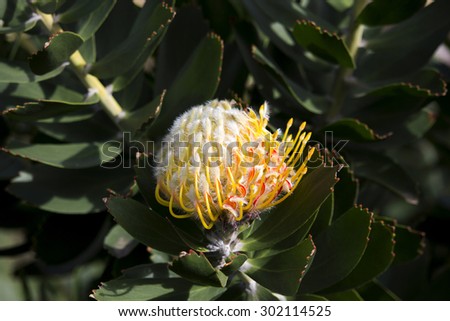 Stunning long lasting yellow orange  flowers of Leucospermum (Pincushion, Pincushion Protea or Leucospermum) Protea species blooming in late winter   attract bees and native birds to the garden.