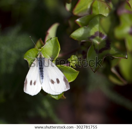 A white Cabbage Moth  a common Palearctic moth of the family Noctuidae feeding on the green leaf of a pelargonium plant on a sunny winter morning.