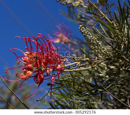 Bright flower spike red  blooms of  Australian Robyn Gordon grevillea species which flower all year round providing nectar to native birds and bees and  brighten up the garden  and bush lands.