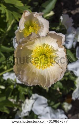 A pale pastel   poppy  flowering plant in the subfamily Papaveroideae  family Papaveraceae colorful single  herbaceous plant,  flowering in  early  spring is a  charming and decorative plant.