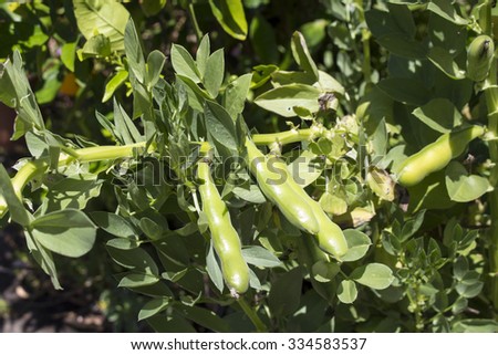 Ripening large pods of Broad beans, Vicia faba, , fava bean, faba bean, field bean, bell bean, or tic bean, a species of flowering plant in the pea and bean family Fabaceae  in late spring.