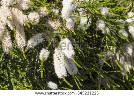 Melaleuca armillaris  beautiful Australian native plant with its honey scented blooms attracting birds and bees in the summer months, its snow white blooms  giving it the name of Snow In Summer.