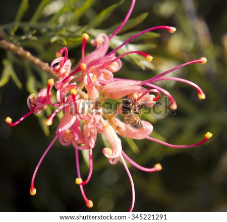 Bright flower spike red  blooms of  Australian Robyn Gordon grevillea species which flower all year round providing nectar to native birds and bees and  brighten up the garden  and bush lands.