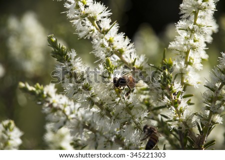 Bee on Melaleuca armillaris  beautiful Australian native plant with  honey scented blooms attracting birds and bees in the summer months, its snow white blooms  giving it the name of Snow In Summer.