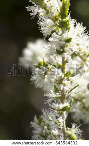 Melaleuca armillaris  beautiful Australian native plant with  honey scented blooms attracting birds and bees in the summer months, its snow white blooms  giving it the name of Snow In Summer.