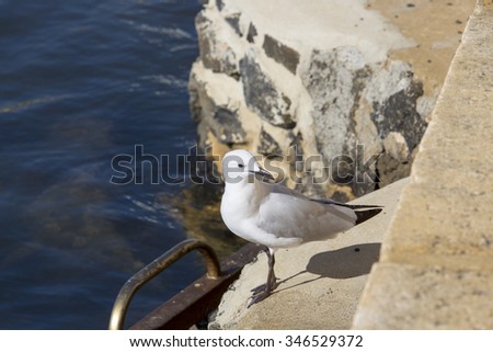 A  beautiful white seagull  is  standing  on  the concrete ledge   by  the  crystal  clear waters of the  Leschenault Estuary in Bunbury western Australia on a fine sunny  early  autumn   afternoon.