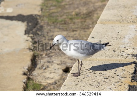 A  beautiful white seagull  is  standing  on  the concrete ledge   by  the  crystal  clear waters of the  Leschenault Estuary in Bunbury western Australia on a fine sunny  early  autumn   afternoon.