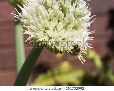 Seed heads of edible  spring onions, Scallion, green onion, and spring onion which are English names for various Allium species  forming in early spring attract bees to the  vegetable  garden.