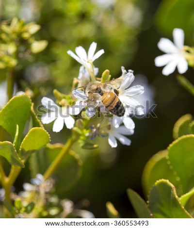West Australian native plant  Shining Fan Flower scaevola nitida   a hardy , erect, medium growing  coastal shrub with stunning lilac to blue flowers in Spring attracts honey  bees  with sweet nectar.